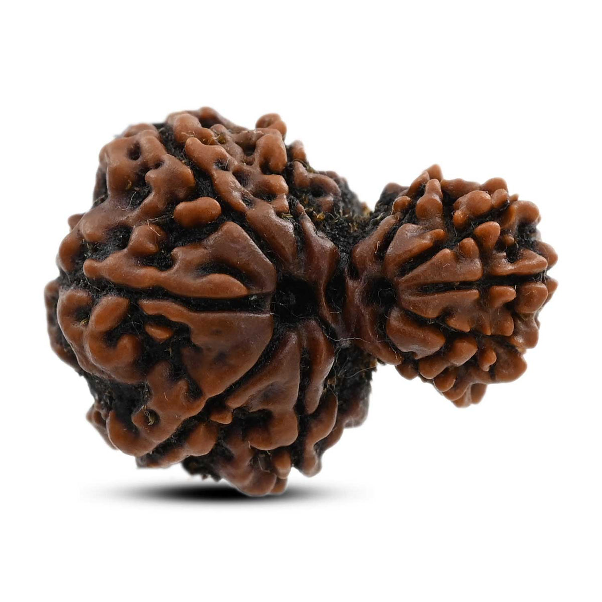 10 Mukhi Garbh Gauri Rudraksha (Nepal) 23.7 M.M.
