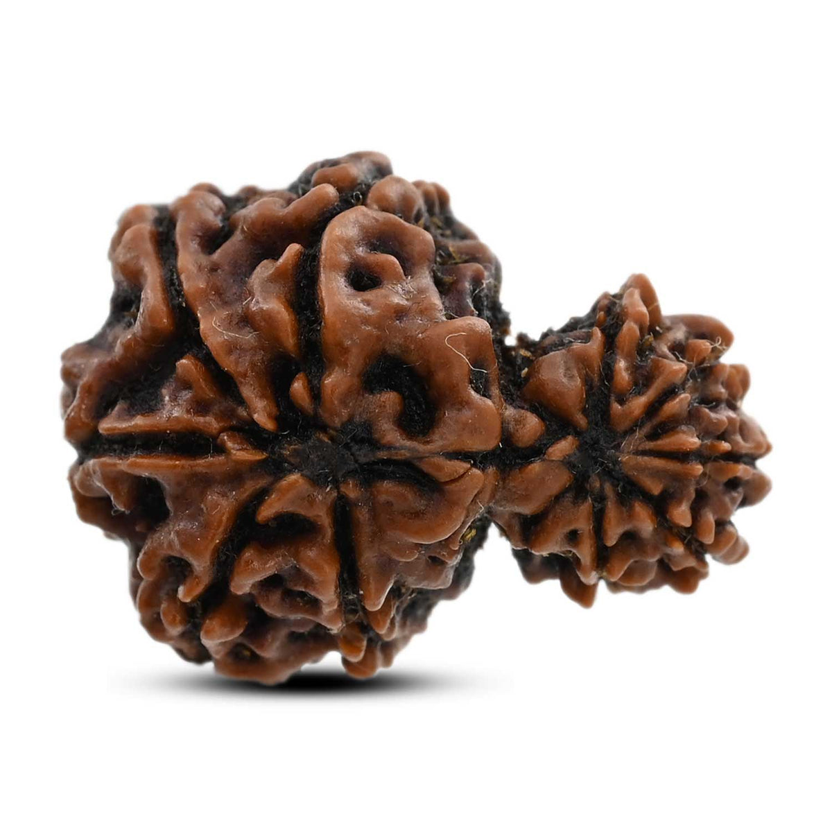 10 Mukhi Garbh Gauri Rudraksha (Nepal) 23.7 M.M.
