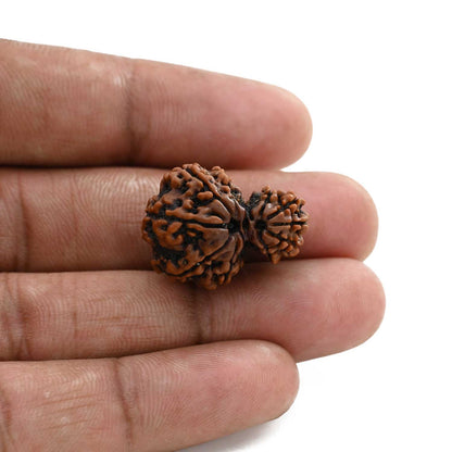 10 Mukhi Garbh Gauri Rudraksha (Nepal) 23.7 M.M.