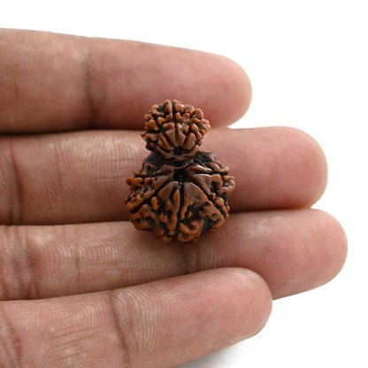 10 Mukhi Garbh Gauri Rudraksha (Nepal) 23.7 M.M.