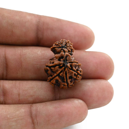 10 Mukhi Garbh Gauri Rudraksha (Nepal) 23.7 M.M.
