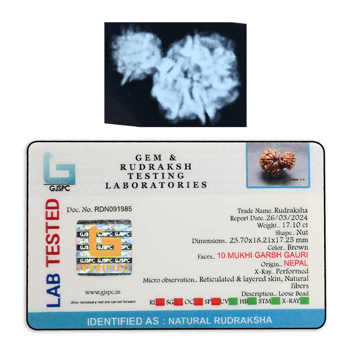 10 Mukhi Garbh Gauri Rudraksha (Nepal) 23.7 M.M.