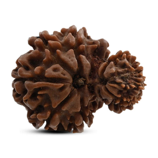 10 Mukhi Garbh Gauri Rudraksha (Nepal) 26.05 M.M.