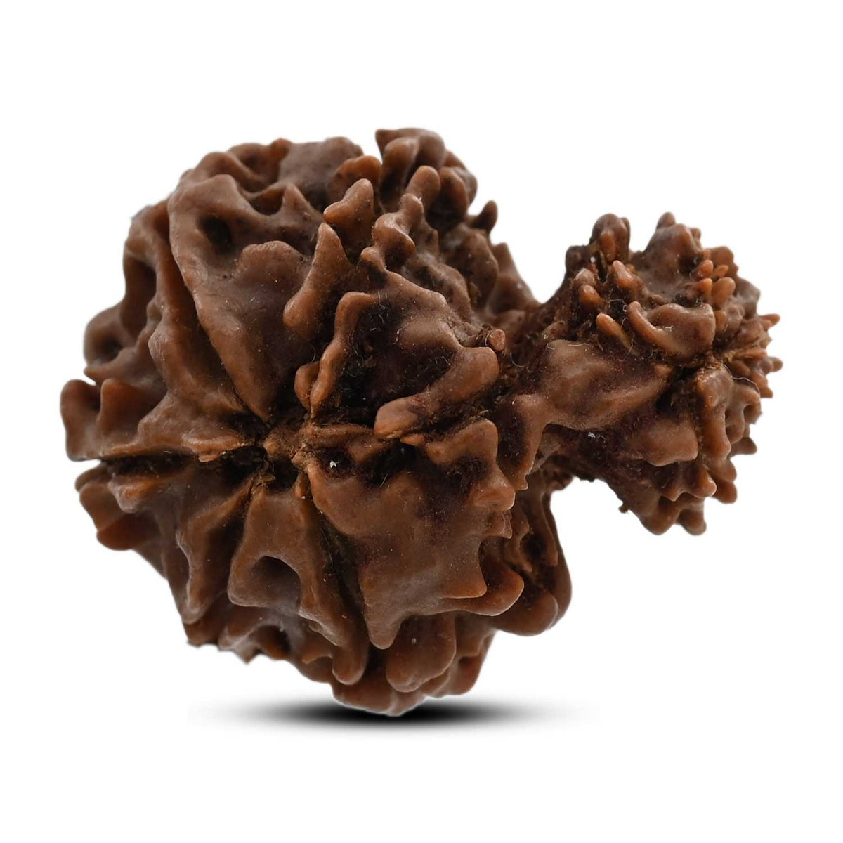10 Mukhi Garbh Gauri Rudraksha (Nepal) 26.05 M.M.