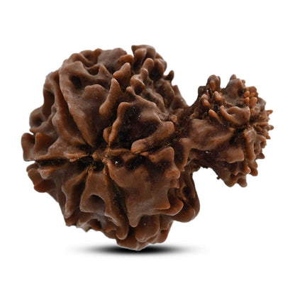 10 Mukhi Garbh Gauri Rudraksha (Nepal) 26.05 M.M.
