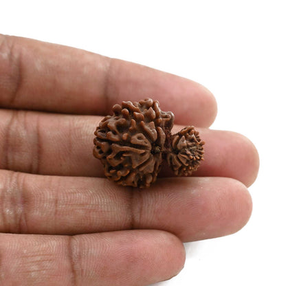 10 Mukhi Garbh Gauri Rudraksha (Nepal) 26.05 M.M.