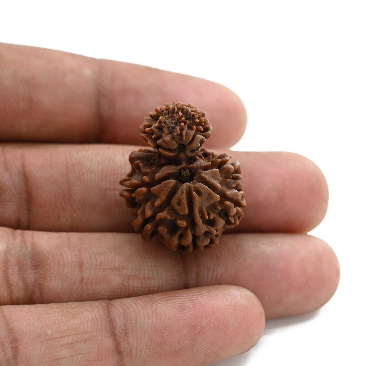 10 Mukhi Garbh Gauri Rudraksha (Nepal) 26.05 M.M.