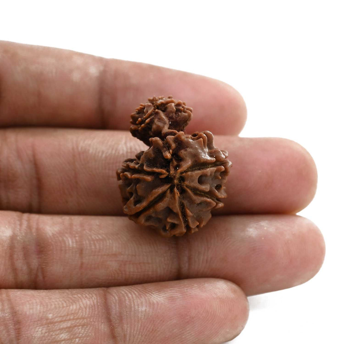 10 Mukhi Garbh Gauri Rudraksha (Nepal) 26.05 M.M.