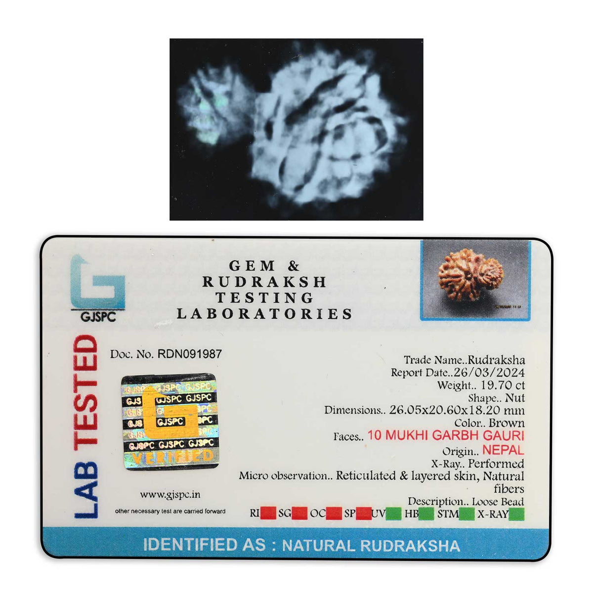 10 Mukhi Garbh Gauri Rudraksha (Nepal) 26.05 M.M.
