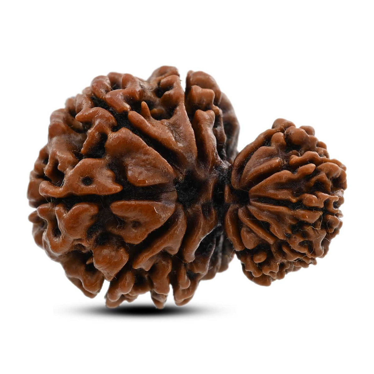 10 Mukhi Garbh Gauri Rudraksha (Nepal) 28.3 M.M.