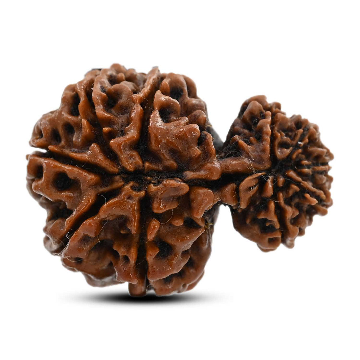 10 Mukhi Garbh Gauri Rudraksha (Nepal) 28.3 M.M.