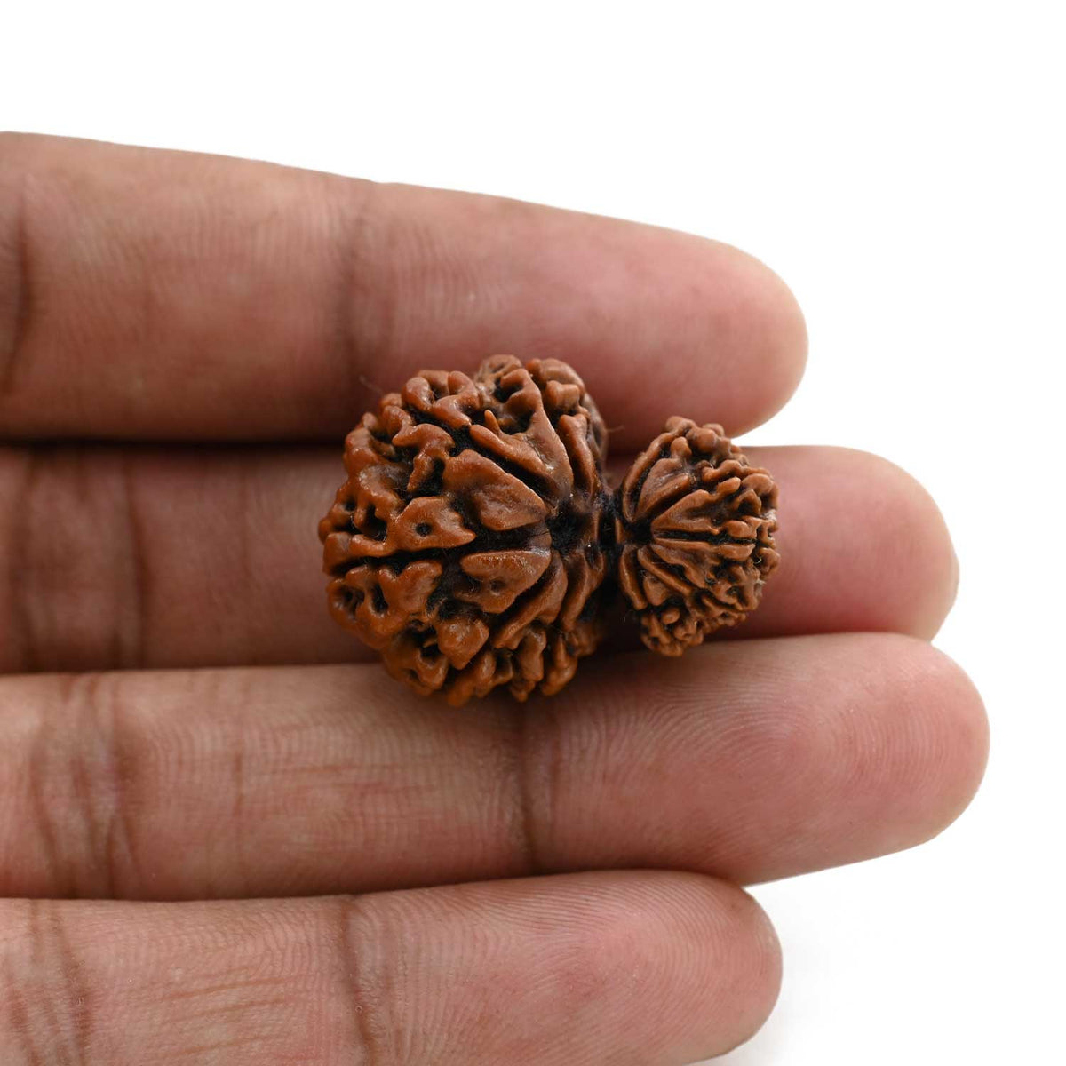 10 Mukhi Garbh Gauri Rudraksha (Nepal) 28.3 M.M.