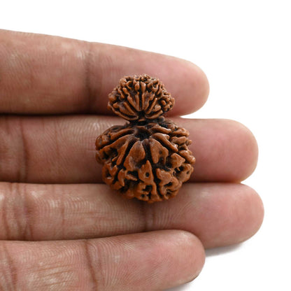 10 Mukhi Garbh Gauri Rudraksha (Nepal) 28.3 M.M.
