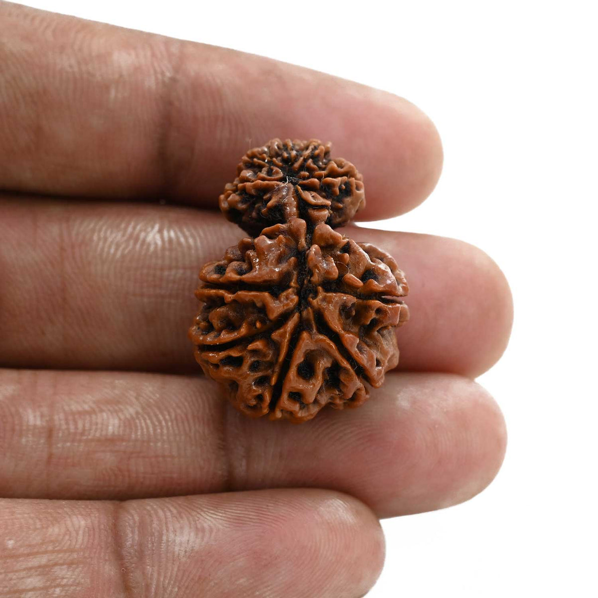 10 Mukhi Garbh Gauri Rudraksha (Nepal) 28.3 M.M.