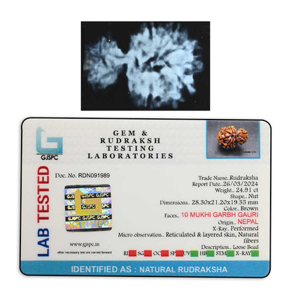 10 Mukhi Garbh Gauri Rudraksha (Nepal) 28.3 M.M.