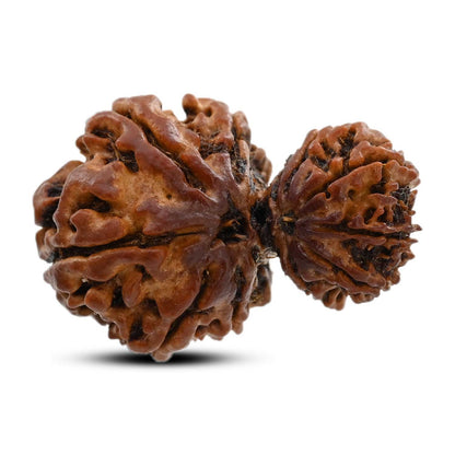 10 Mukhi Garbh Gauri Rudraksha (Nepal) 28.05 M.M.