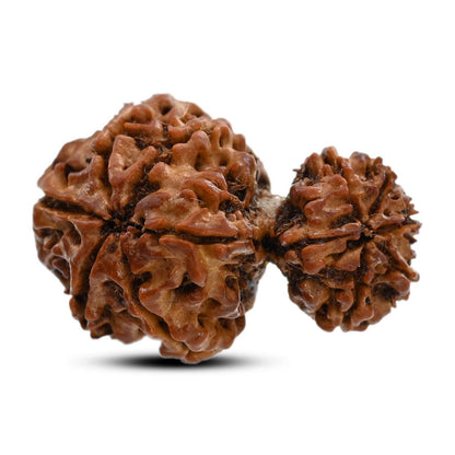10 Mukhi Garbh Gauri Rudraksha (Nepal) 28.05 M.M.