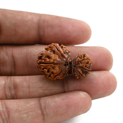 10 Mukhi Garbh Gauri Rudraksha (Nepal) 28.05 M.M.