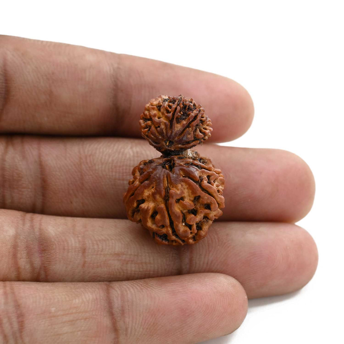 10 Mukhi Garbh Gauri Rudraksha (Nepal) 28.05 M.M.