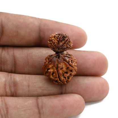 10 Mukhi Garbh Gauri Rudraksha (Nepal) 28.05 M.M.