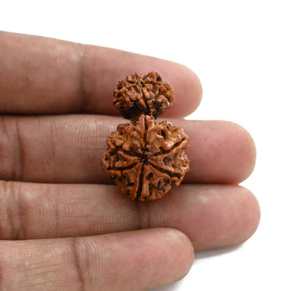10 Mukhi Garbh Gauri Rudraksha (Nepal) 28.05 M.M.