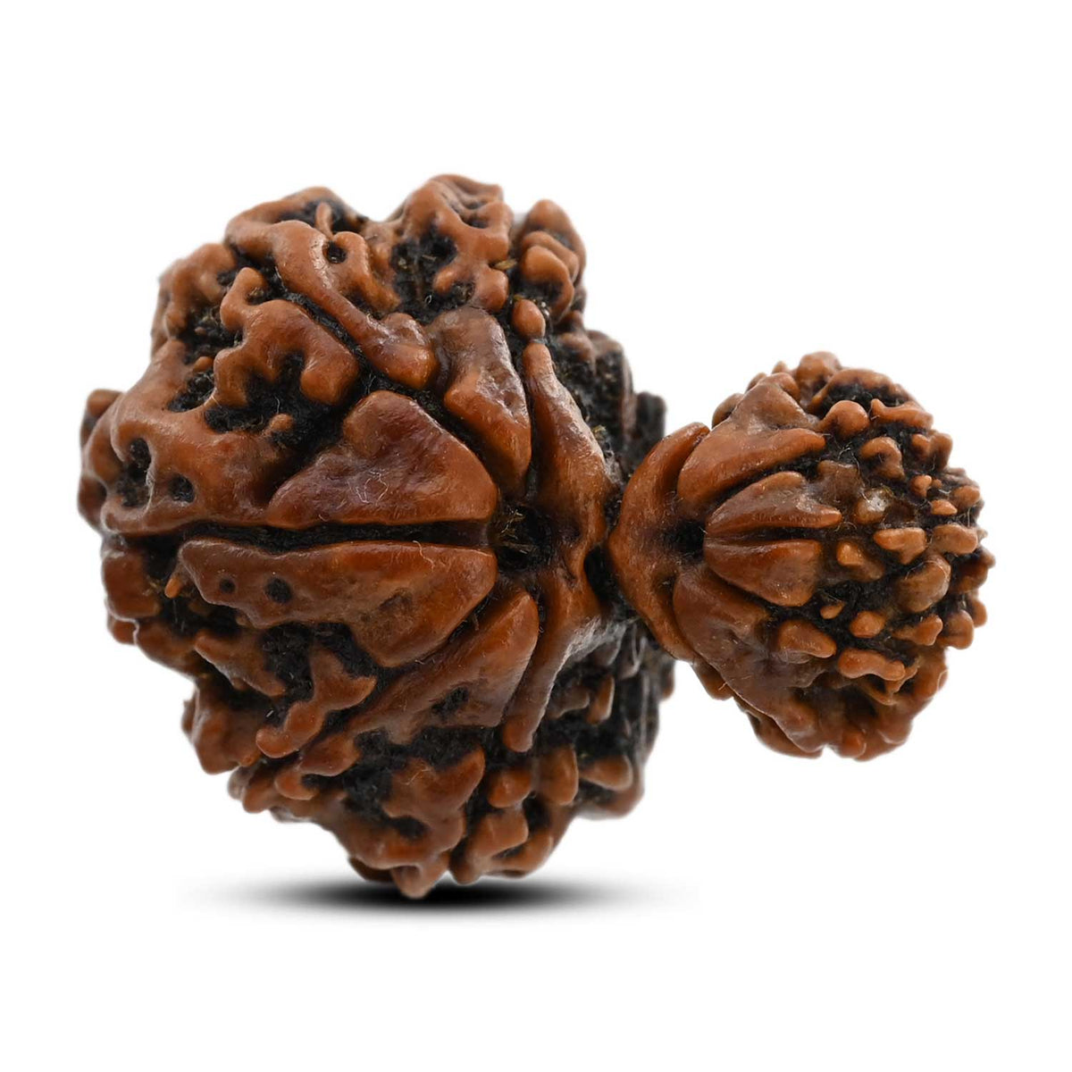 10 Mukhi Garbh Gauri Rudraksha (Nepal) 28.01 M.M.