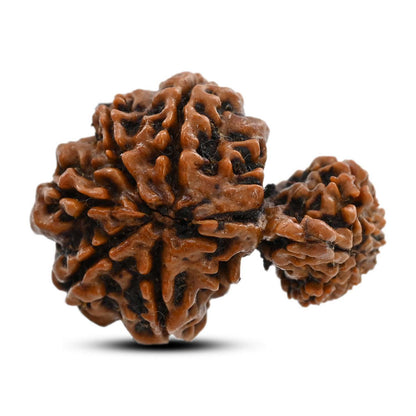 10 Mukhi Garbh Gauri Rudraksha (Nepal) 28.01 M.M.