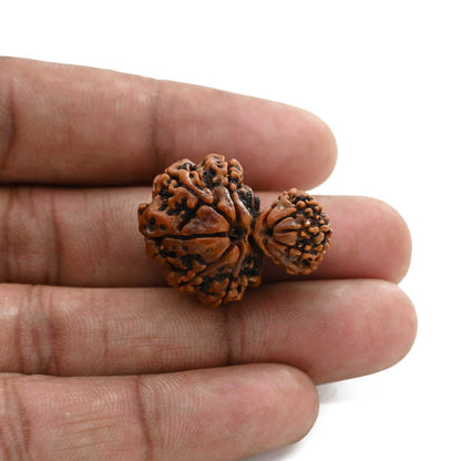 10 Mukhi Garbh Gauri Rudraksha (Nepal) 28.01 M.M.
