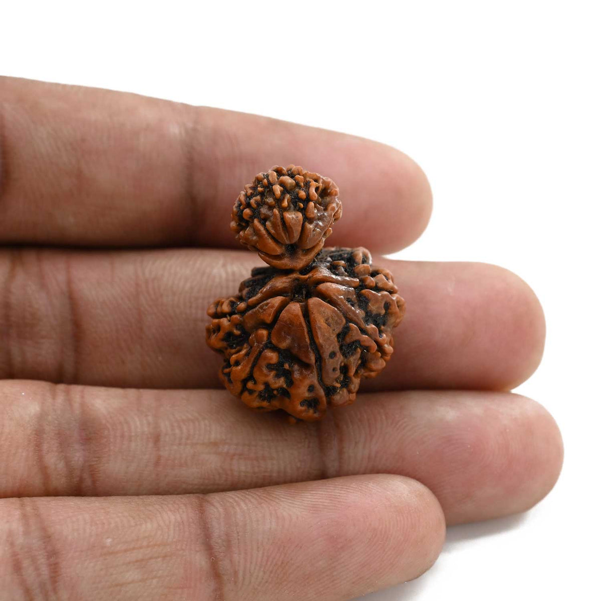 10 Mukhi Garbh Gauri Rudraksha (Nepal) 28.01 M.M.