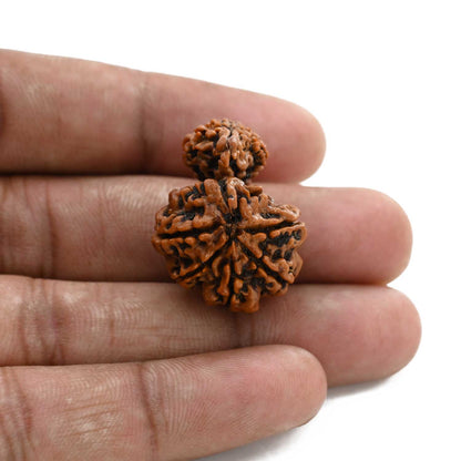 10 Mukhi Garbh Gauri Rudraksha (Nepal) 28.01 M.M.