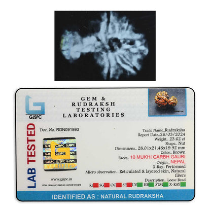 10 Mukhi Garbh Gauri Rudraksha (Nepal) 28.01 M.M.