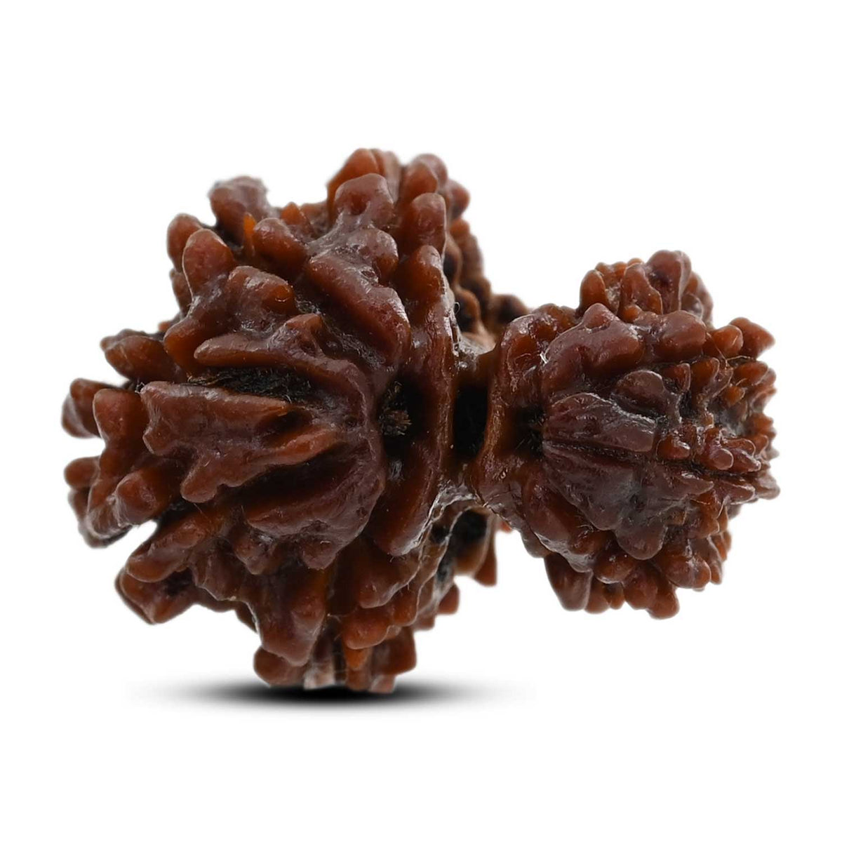 10 Mukhi Garbh Gauri Rudraksha (Nepal) 21.97 M.M.