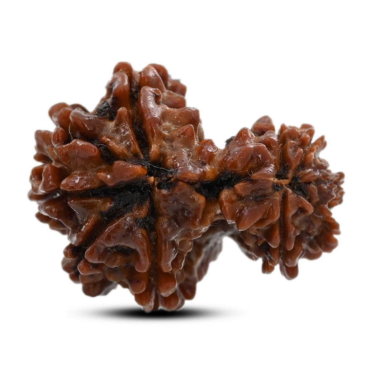 10 Mukhi Garbh Gauri Rudraksha (Nepal) 21.97 M.M.