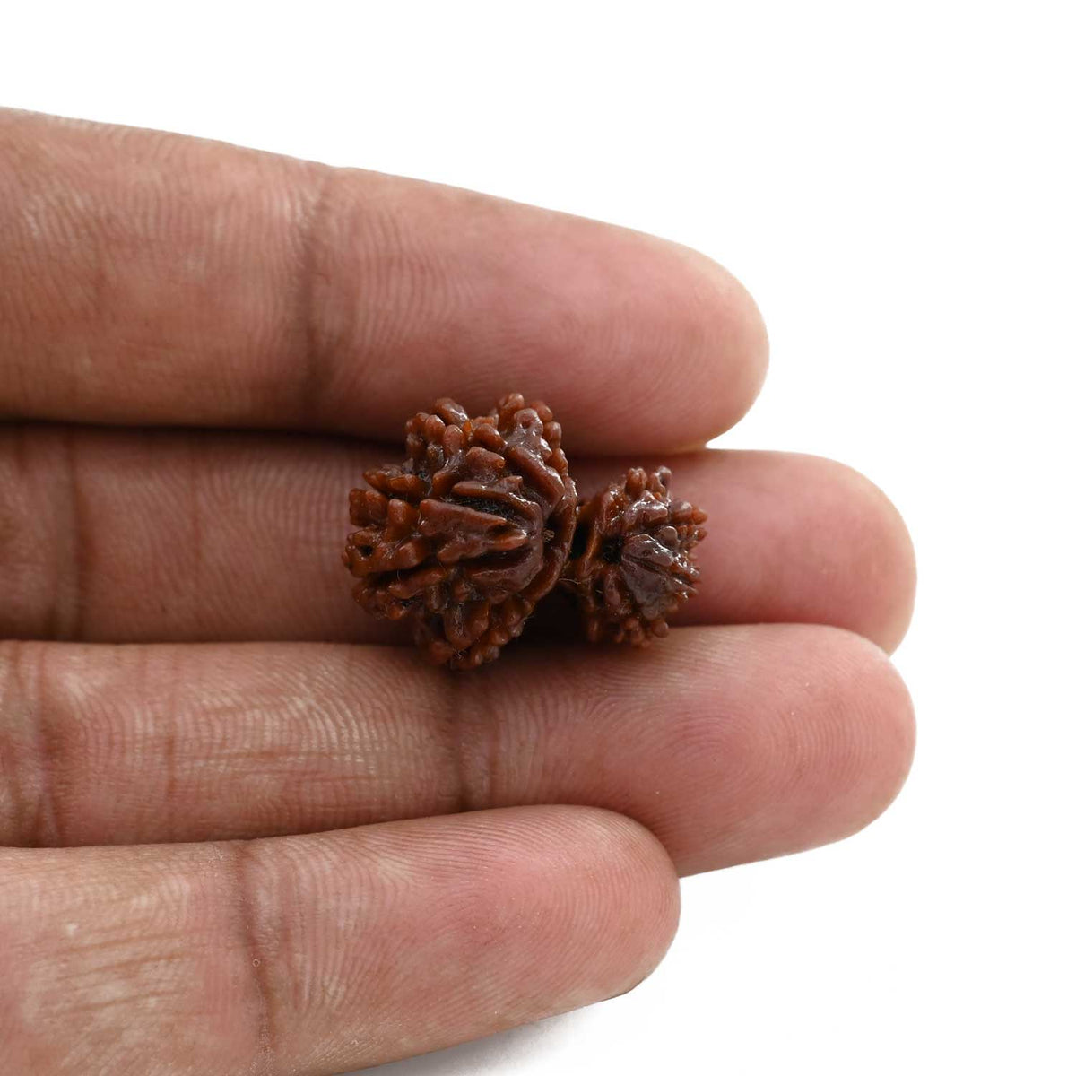 10 Mukhi Garbh Gauri Rudraksha (Nepal) 21.97 M.M.