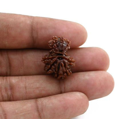 10 Mukhi Garbh Gauri Rudraksha (Nepal) 21.97 M.M.