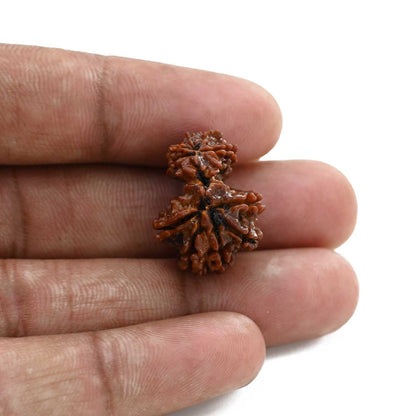 10 Mukhi Garbh Gauri Rudraksha (Nepal) 21.97 M.M.