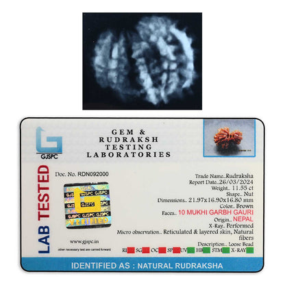 10 Mukhi Garbh Gauri Rudraksha (Nepal) 21.97 M.M.
