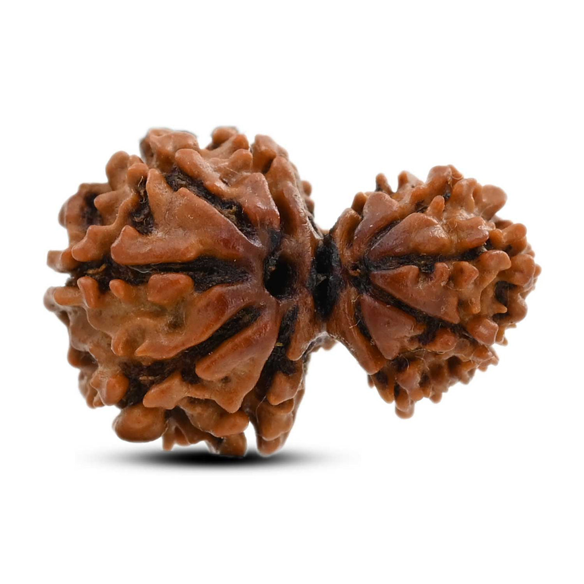 10 Mukhi Garbh Gauri Rudraksha (Nepal) 22.01 M.M.