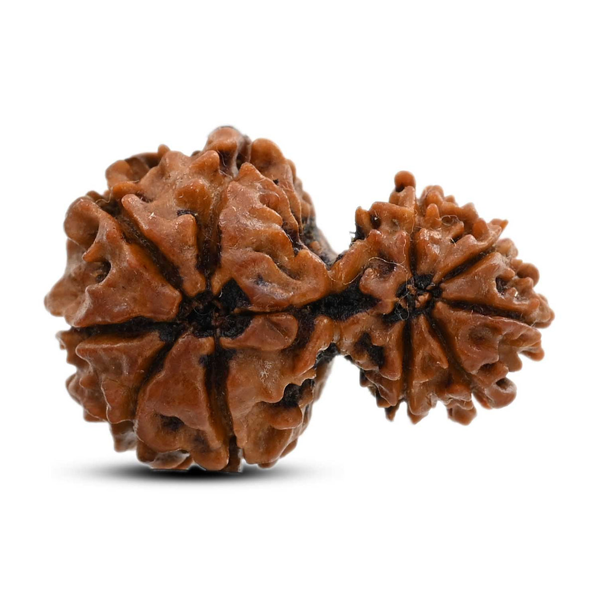 10 Mukhi Garbh Gauri Rudraksha (Nepal) 22.01 M.M.