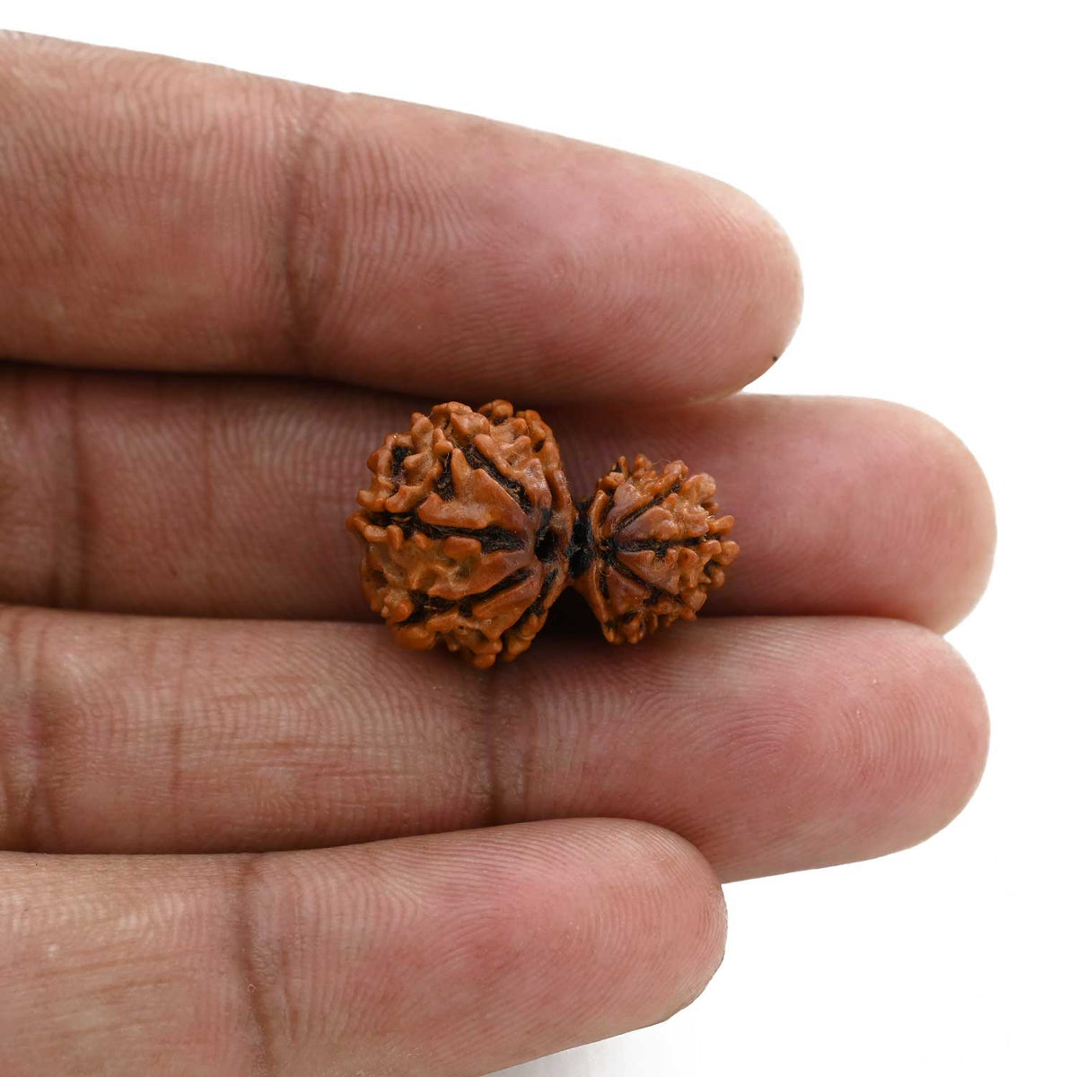 10 Mukhi Garbh Gauri Rudraksha (Nepal) 22.01 M.M.