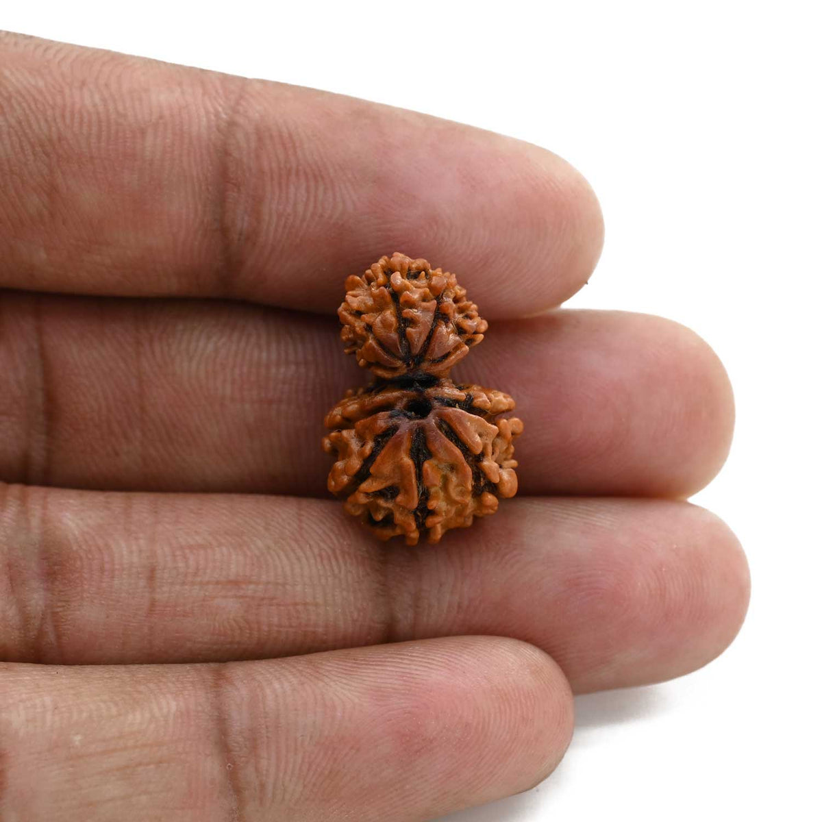 10 Mukhi Garbh Gauri Rudraksha (Nepal) 22.01 M.M.