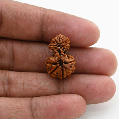 10 Mukhi Garbh Gauri Rudraksha (Nepal) 22.01 M.M.