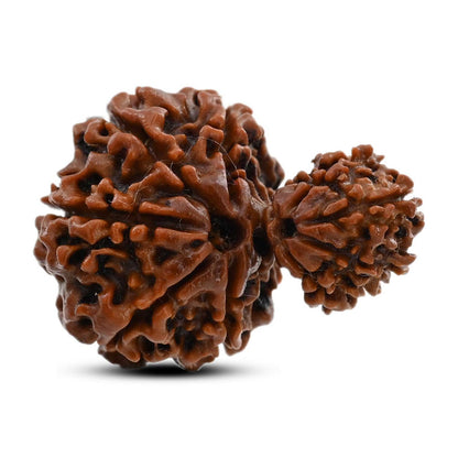 10 Mukhi Garbh Gauri Rudraksha (Nepal) 25.45 M.M.