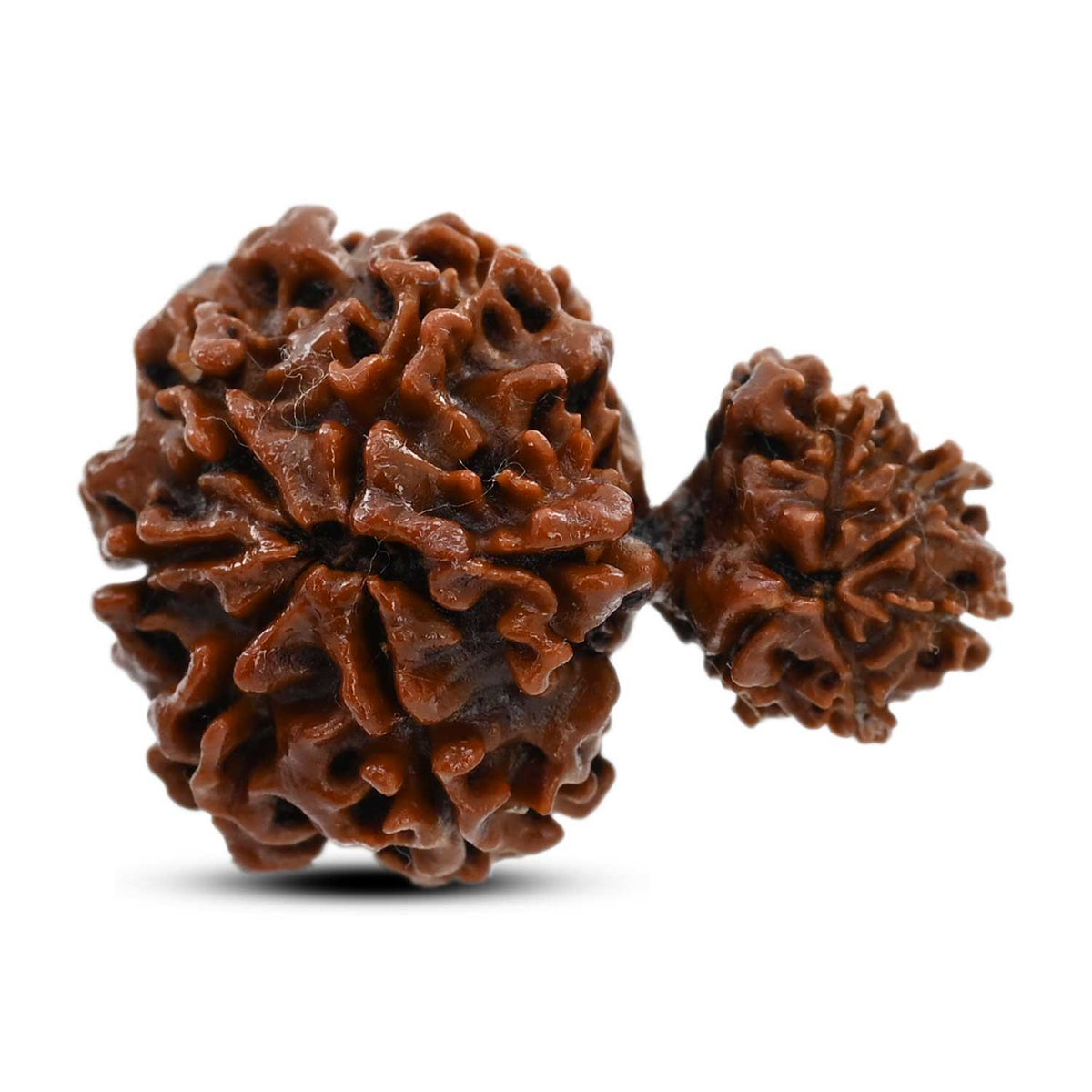 10 Mukhi Garbh Gauri Rudraksha (Nepal) 25.45 M.M.