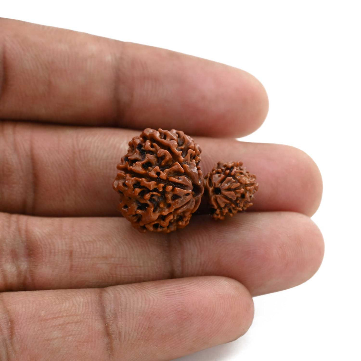 10 Mukhi Garbh Gauri Rudraksha (Nepal) 25.45 M.M.