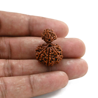 10 Mukhi Garbh Gauri Rudraksha (Nepal) 25.45 M.M.
