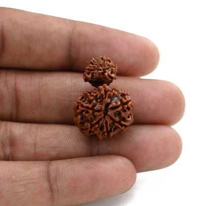 10 Mukhi Garbh Gauri Rudraksha (Nepal) 25.45 M.M.