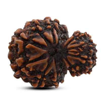 10 Mukhi Garbh Gauri Rudraksha (Nepal) 25.15 M.M.