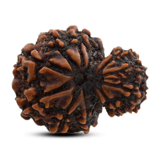10 Mukhi Garbh Gauri Rudraksha (Nepal) 25.15 M.M.