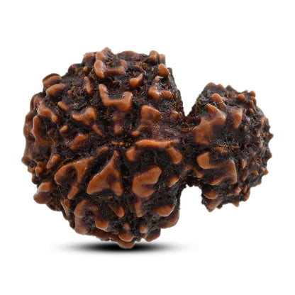 10 Mukhi Garbh Gauri Rudraksha (Nepal) 25.15 M.M.